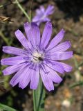 Lactuca tatarica