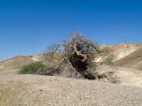 Vachellia tortilis ssp. raddiana