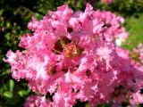 Lagerstroemia indica. Цветок. Хорватия, Истрия, г. Пореч, у рынка на набережной. 06.09.2012.