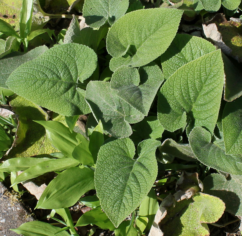 Изображение особи Phlomis russeliana.