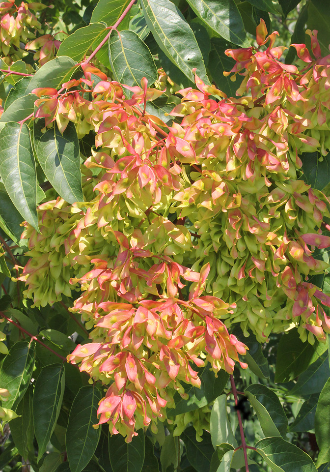 Изображение особи Ailanthus altissima.