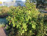 Phytolacca acinosa