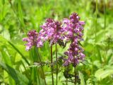 Pedicularis verticillata. Верхушки цветущих растений. Камчатский край, Елизовский район. Июль 2008 г.