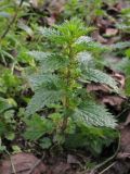 Urtica urens