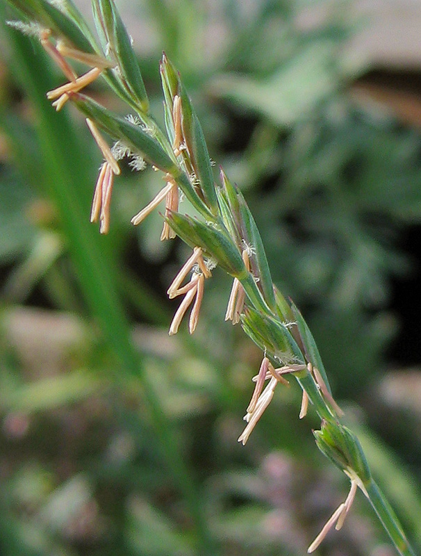 Изображение особи Elytrigia repens.