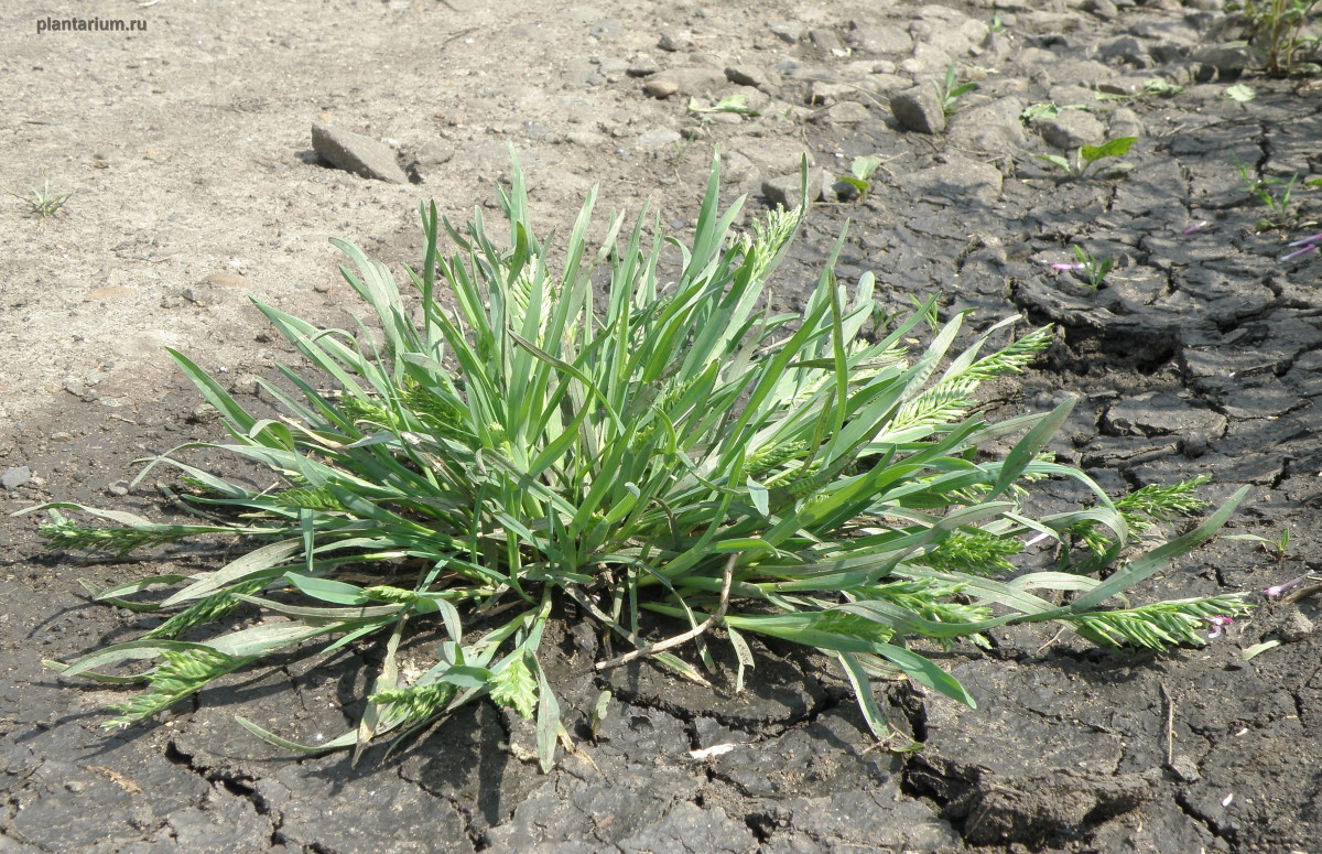 Изображение особи Sclerochloa dura.