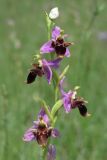 Ophrys oestrifera. Соцветие. Крым, Байдарская долина, окр. с. Орлиное, г. Пска-Баир. 12 июня 2015 г.