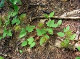 Clematis fusca