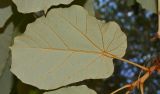 Pterospermum acerifolium