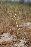 Lepidium perfoliatum. Плодоносящее растение. Южный Казахстан, левый берег Сыр-Дарьи в 10 км выше Сюткента. 29.04.2015.
