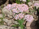 Achillea millefolium. Соцветие. Якутия (Саха), Алданский р-н, берег р. Тимптон, 200 км от устья. 30.06.2011.