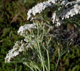 Achillea apiculata. Соцветия. Кольский п-ов, Восточный Мурман, Дальние Зеленцы, антропогенный пустырь. 20.09.2015.