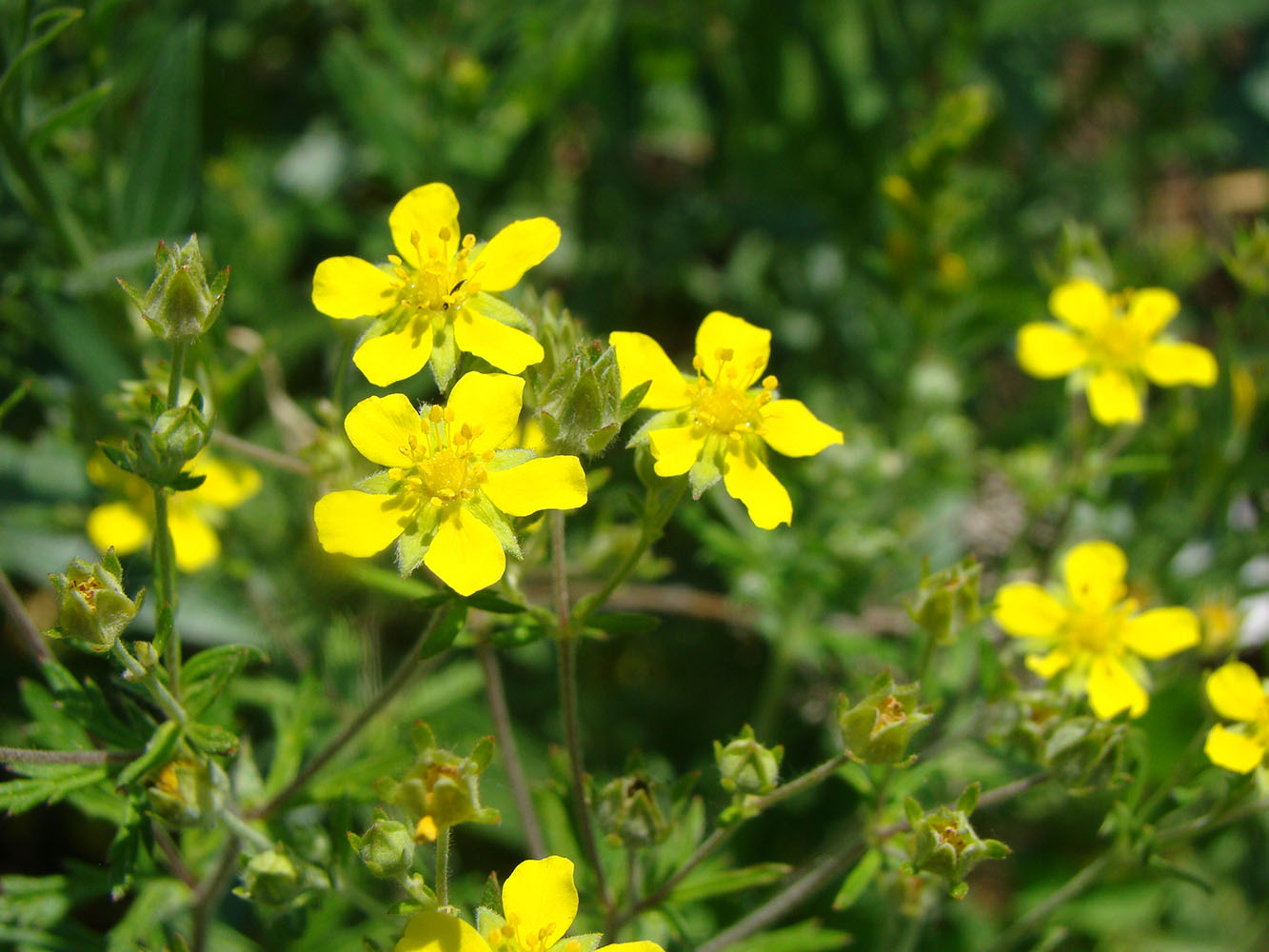 Изображение особи Potentilla argentea.