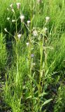 Erigeron politus