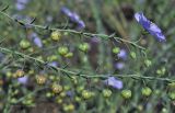 Linum austriacum