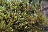 Bryum argenteum