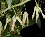 Polygonatum multiflorum