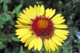 Gaillardia aristata