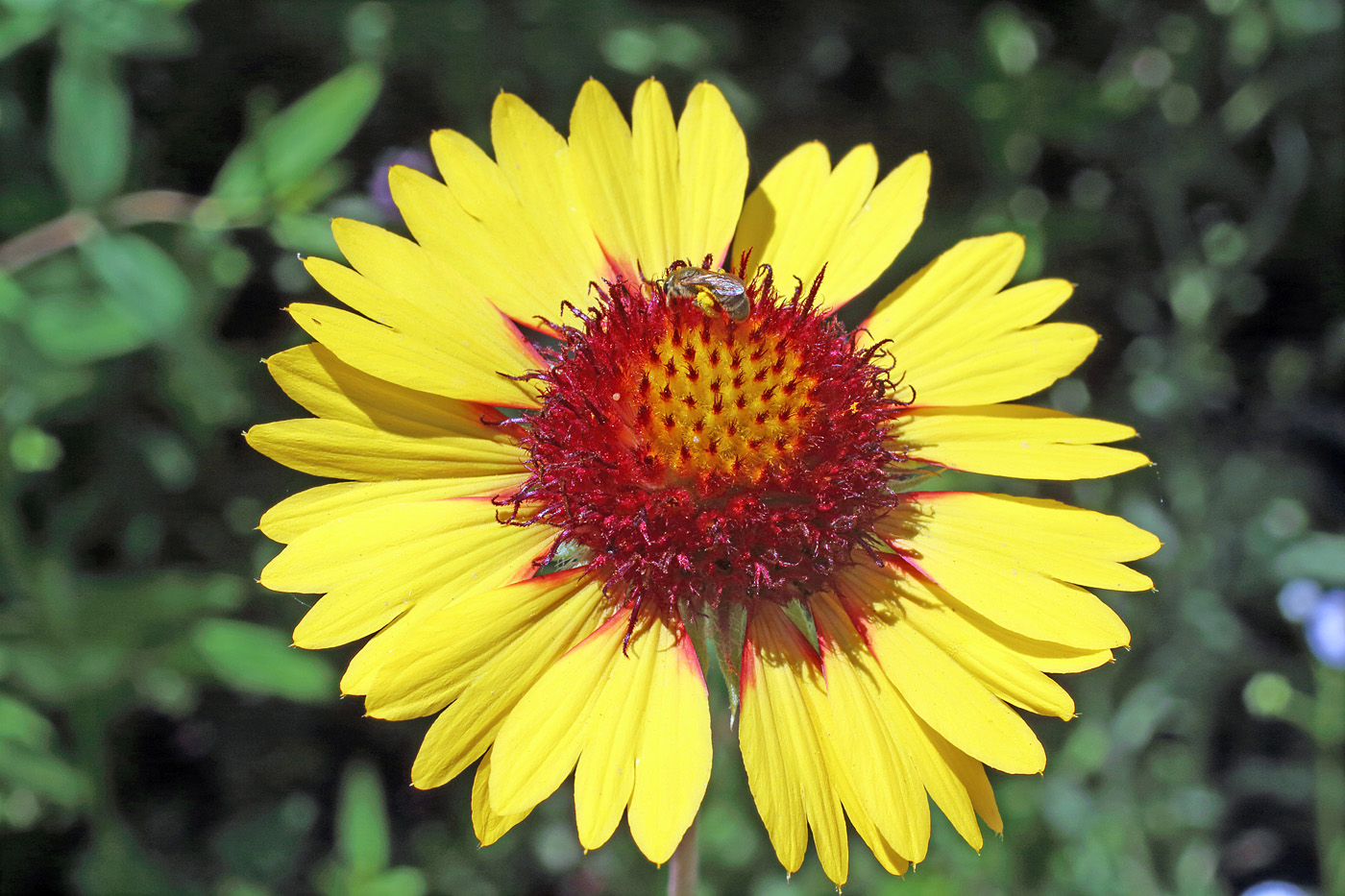 Изображение особи Gaillardia aristata.