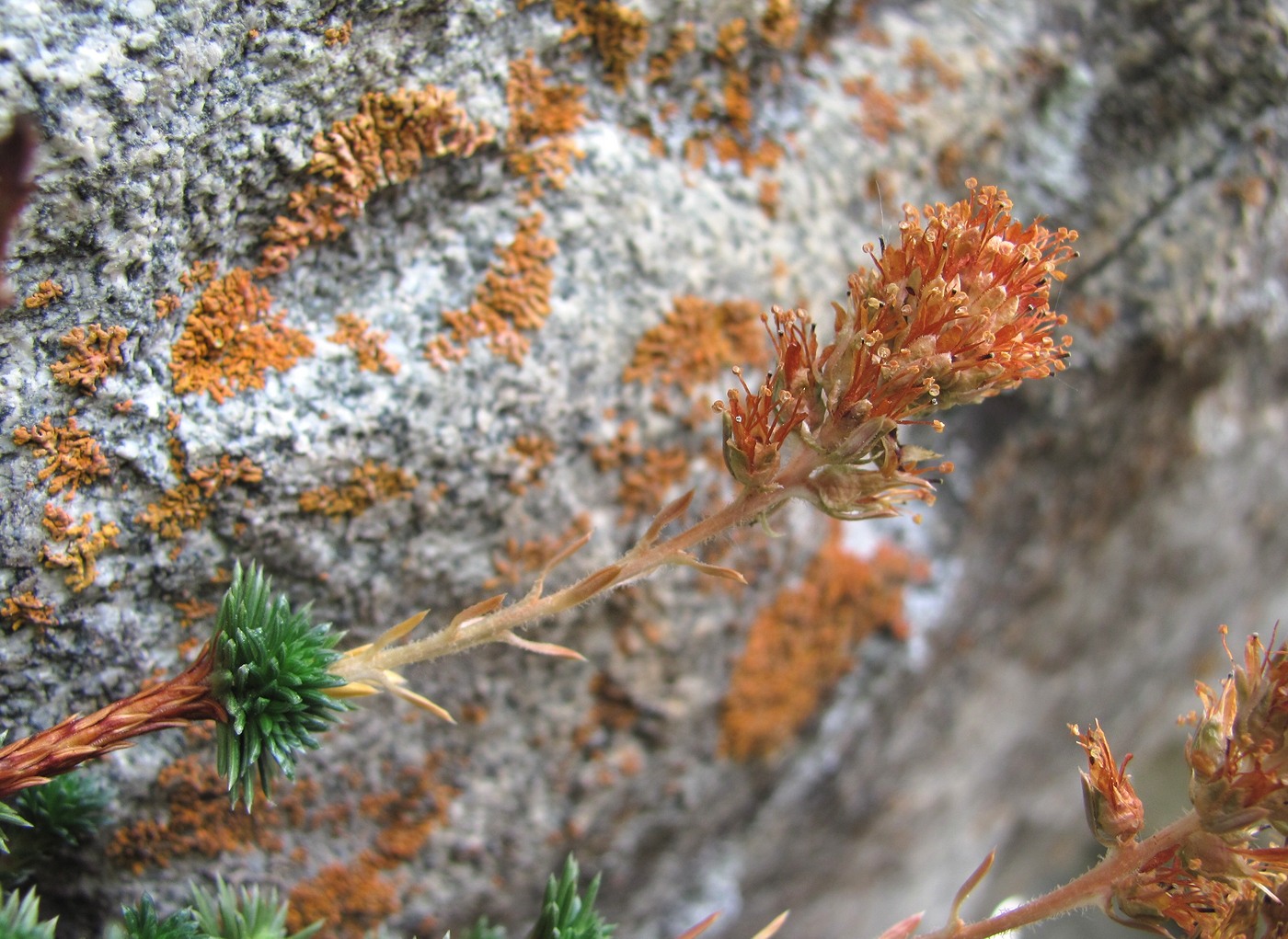 Изображение особи Saxifraga juniperifolia.