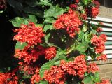 Clerodendrum splendens