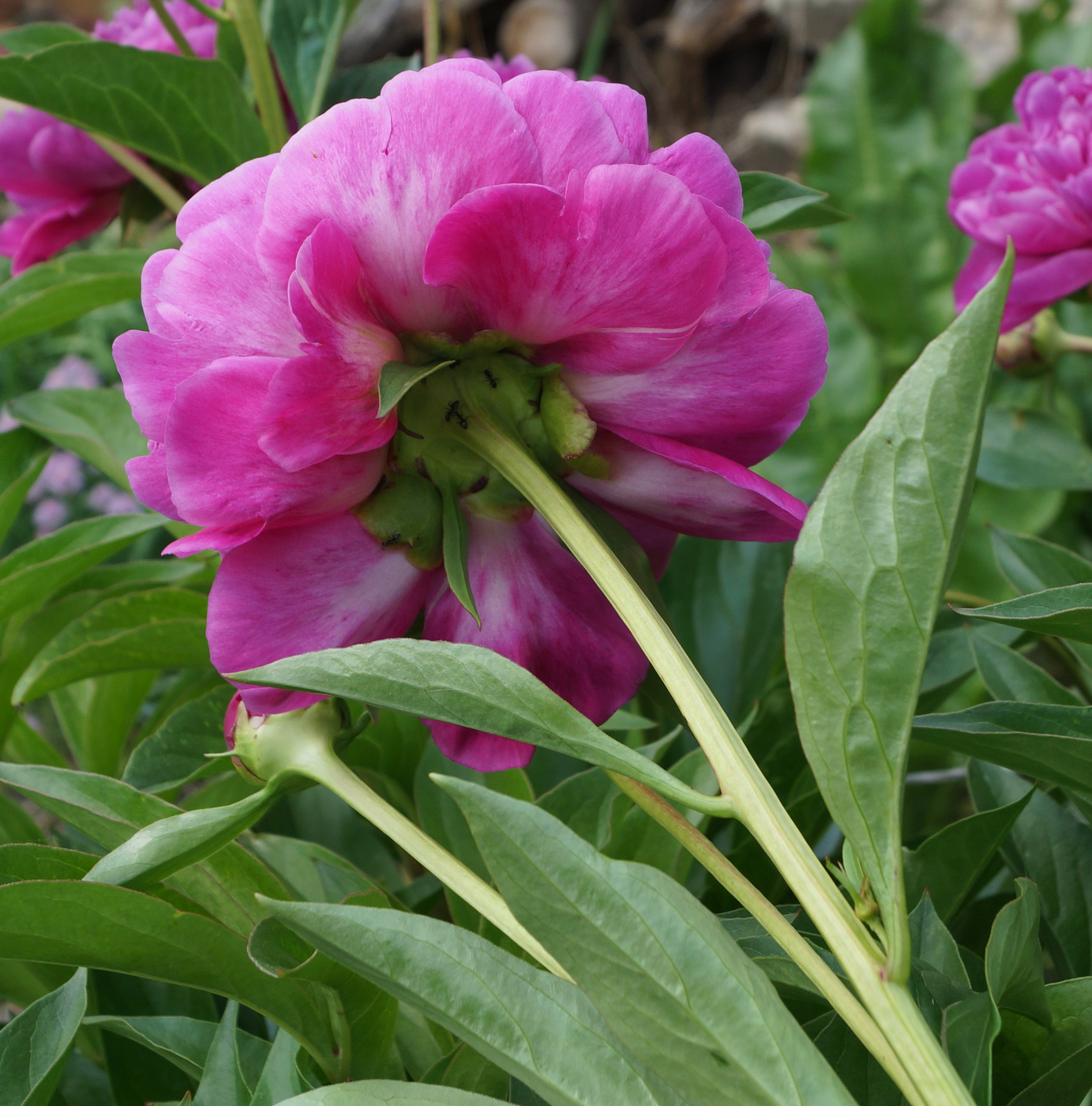 Image of Paeonia lactiflora specimen.