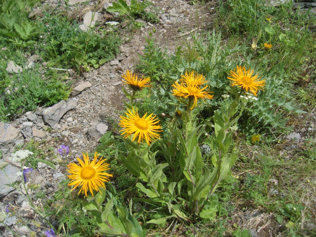 Изображение особи Inula orientalis.