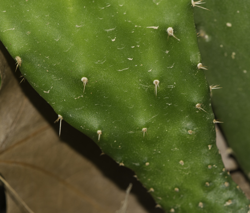 Изображение особи Opuntia cochenillifera.