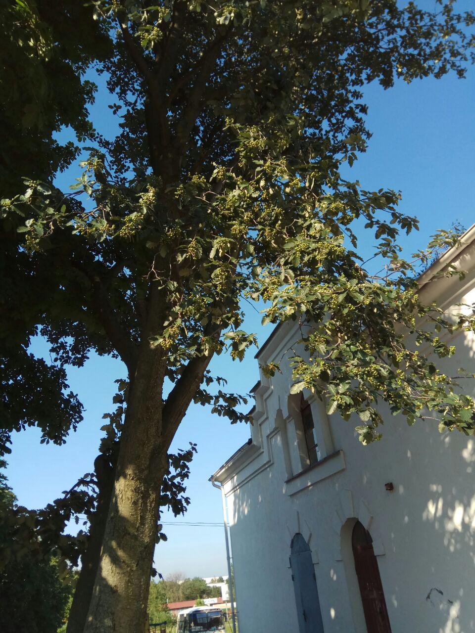 Image of Sorbus aria specimen.