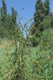 Rumex maritimus