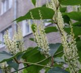 Reynoutria japonica. Часть побега с соцветиями. Пермский край, г. Пермь, Кировский р-н, цветник у жилого дома. 19.09.2019.