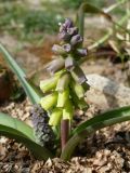 Muscari macrocarpum. Цветущее растение (голландский материал). Краснодарский край, г. Усть-Лабинск, на приусадебном участке. 14.03.2020.