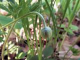 Anemone sylvestris