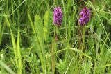 Dactylorhiza incarnata