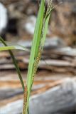 Carex aquatilis. Часть побега с соплодиями. Мурманская обл., Кандалакшский р-н, Княжегубское вдхр., валунный берег оз. Нотозеро. 20.07.2020.