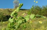 Lathyrus aphaca