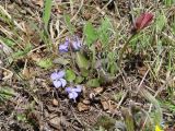 Viola sacchalinensis