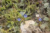 Gentiana pseudoaquatica. Цветущее растение. Республика Алтай, Кош-Агачский р-н, плоскогорье Укок, окр. кургана Ак-Алаха 3, горная степь, высота ок. 2180 м н.у.м. 4 августа 2020 г.