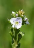 Veronica serpyllifolia. Цветок и бутоны. Калужская обл., Боровский р-н, окр. деревни Марьино, луг. 7 июня 2022 г.