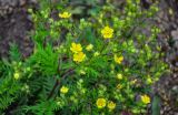 Potentilla chinensis. Верхушка веточки с соцветиями. Приморье, окр. г. Находка, мыс Астафьева, окр. скалы Бахирева, подножие склона, на тропе. 06.08.2021.