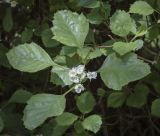 род Crataegus