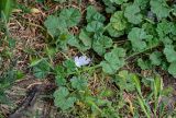 Malva neglecta