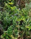 Adenophora pereskiifolia. Цветущее растение в сообществе с Artemisia, Maianthemum и Apiaceae. Приморье, гор. округ Фокино, бухта Круглая, мыс Голый, приморский луг. 31.07.2021.