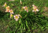 Hemerocallis × hybrida