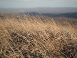 Brachypodium rupestre. Плодоносящие растения. Краснодарский край, м/о г. Новороссийск, гора Лысая-Неберджаевская, разнотравно злаковый луг на вершине. 07.11.2023.