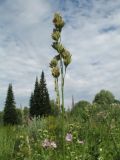 Dactylis glomerata