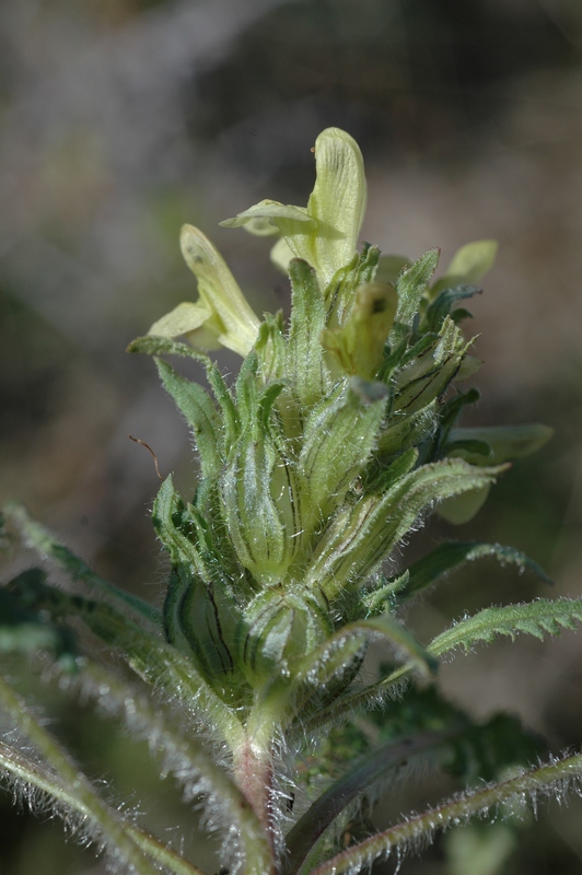 Изображение особи Pedicularis czuiliensis.