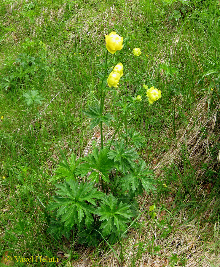 Изображение особи Trollius altissimus.