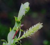 Salix &times; myrtoides