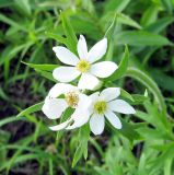 Anemonastrum narcissiflorum